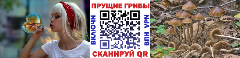 Галлюциногенные грибы Psilocybe  Новотитаровская 